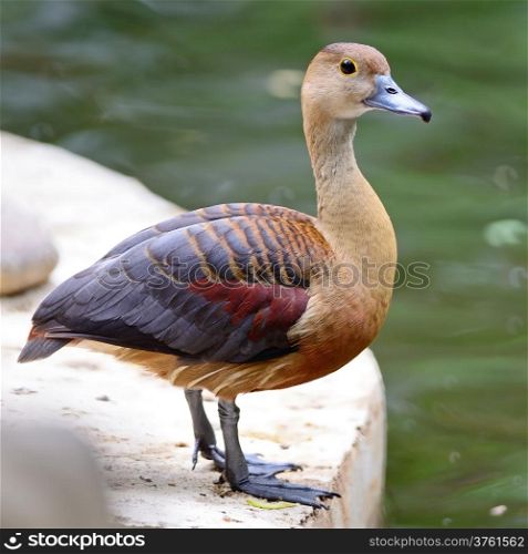 Beautiful red duck, Lesser Whistling-Duck (Dendrocygn a javanica)