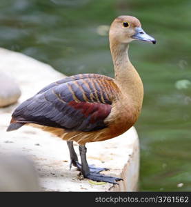 Beautiful red duck, Lesser Whistling-Duck (Dendrocygn a javanica)