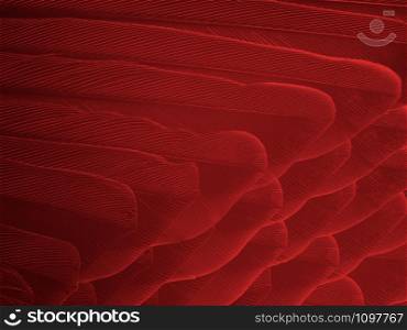 Beautiful red feather pattern texture background