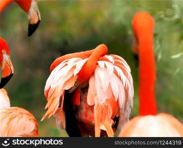 Beautiful red flamingo hid his head under the wing. Blurred background.
