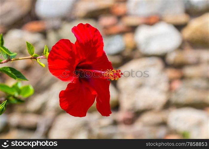 beautiful red flower Hibiscus