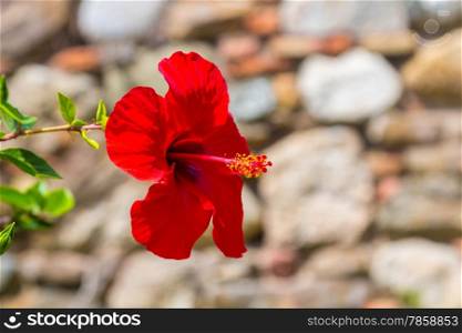 beautiful red flower Hibiscus