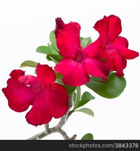 Beautiful red flower, Impala Lily, Desert Rose or Mock Azalea, isolated on white background