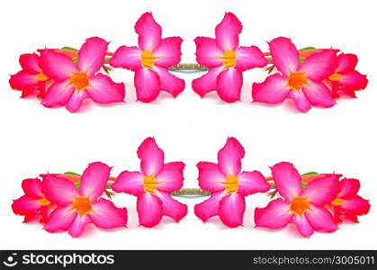 Beautiful red flower, Impala Lily, isolated on a white background