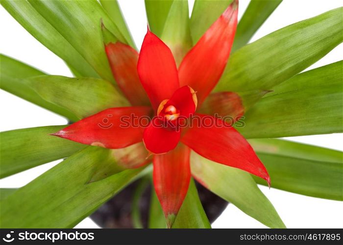 Beautiful red flower in a pot isolated on a white background