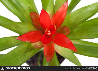 Beautiful red flower in a pot isolated on a white background
