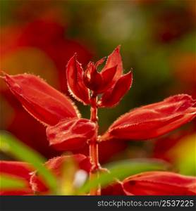 beautiful red flower macro nature