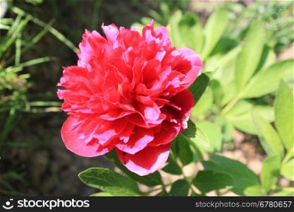 beautiful red flower of peony in the garden