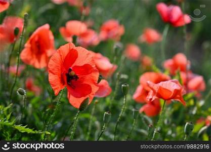 Beautiful red flower - poppies. Natural colorful background.