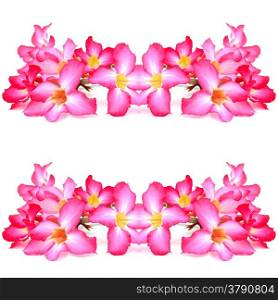 Beautiful red flower, Red Impala Lily or adenium flower, isolated on a white background