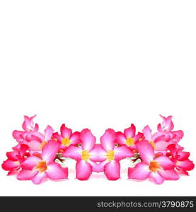 Beautiful red flower, Red Impala Lily or adenium flower, isolated on a white background