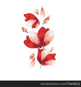 Beautiful red flowers and petals composing, isolated on white background. Creative floral layout. Flying flowers. Red Amaryllis flowers. Pattern