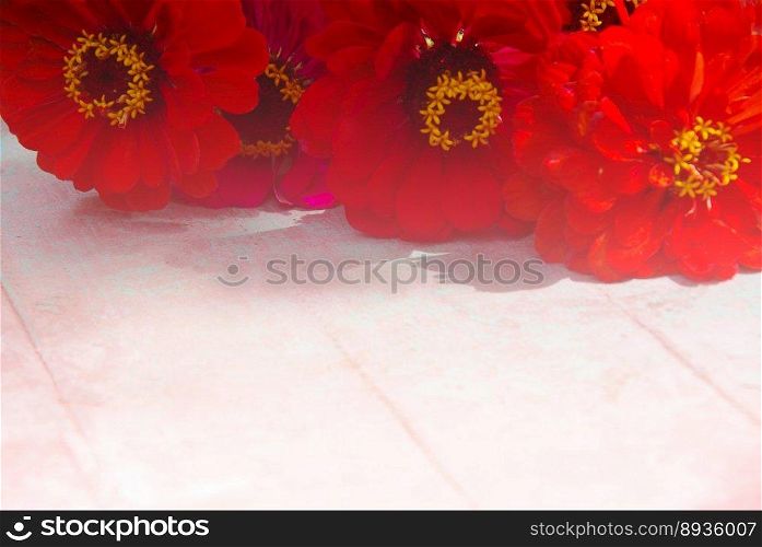 Beautiful red flowers gerbera