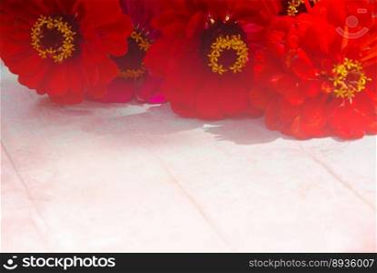 Beautiful red flowers gerbera
