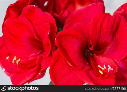 Beautiful red flowers of Amaryllis (macro) in spring.