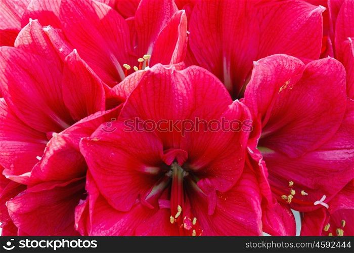 Beautiful red flowers of Amaryllis (macro) in spring. Background.