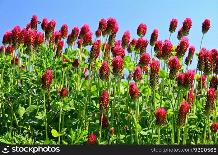 Beautiful red flowers. Spring nature background. Clover incarnate - Trifolium incarnatum