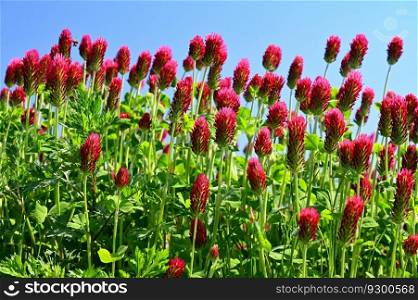 Beautiful red flowers. Spring nature background. Clover incarnate - Trifolium incarnatum