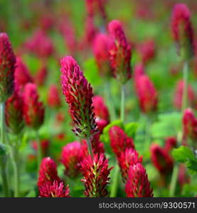 Beautiful red flowers. Spring nature background. Clover incarnate - Trifolium incarnatum