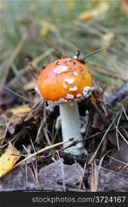 beautiful red fly agaric in the forest