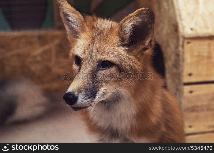 Beautiful red fox. Beautiful red fox closeup portrait