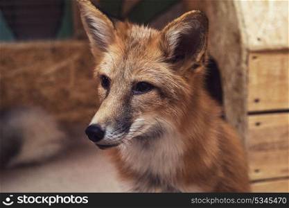 Beautiful red fox. Beautiful red fox closeup portrait