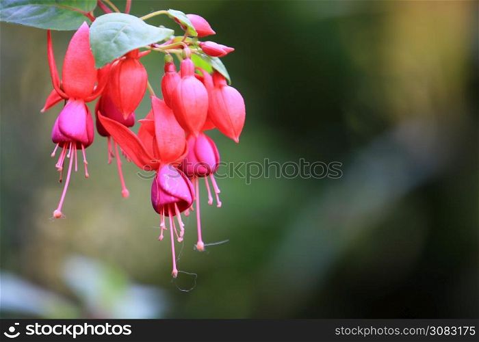 Beautiful red Fuchsia (Fuchsia hybrida) flowers with leaf and branch,red Fuchsia (Fuchsia hybrida) flowers hanging with nature background,Beautiful pink red plant in garden