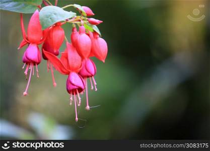 Beautiful red Fuchsia (Fuchsia hybrida) flowers with leaf and branch,red Fuchsia (Fuchsia hybrida) flowers hanging with nature background,Beautiful pink red plant in garden