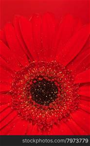 beautiful red gerbera flower, close up view
