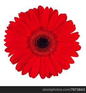 beautiful red gerbera flower, isolated on white, top view