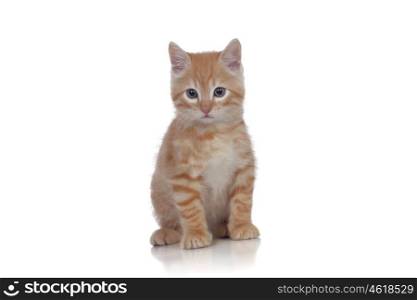 Beautiful red-haired kitten isolated on white background