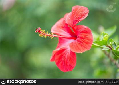Beautiful Red Hibiscus flower at Madeira