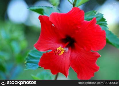 Beautiful red hibiscus flower blossom blooming in a garden.