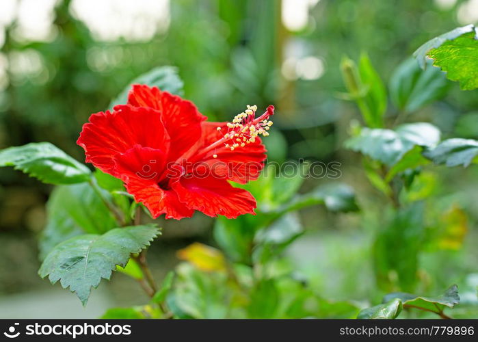 Beautiful red hibiscus flower in full bloom.