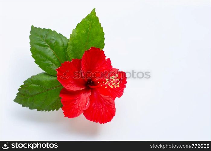 Beautiful red hibiscus flower in full bloom on white background.