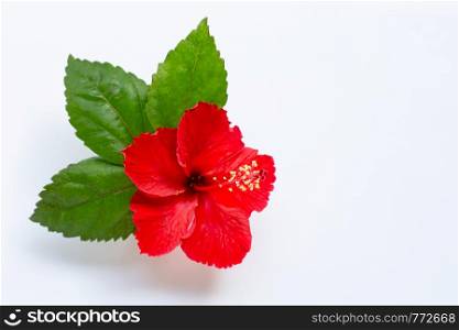 Beautiful red hibiscus flower in full bloom on white background.