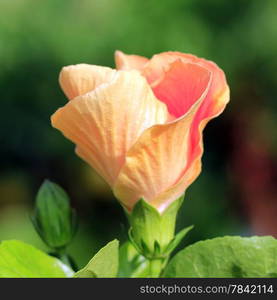 beautiful red hibiscus flower in the garden