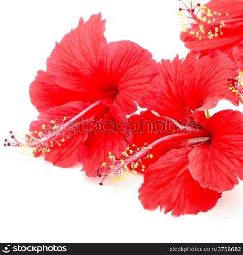 Beautiful red Hibiscus flower, isolated on a white background