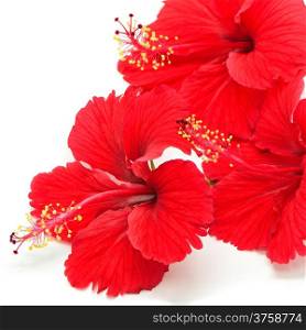 Beautiful red Hibiscus flower isolated on a white background