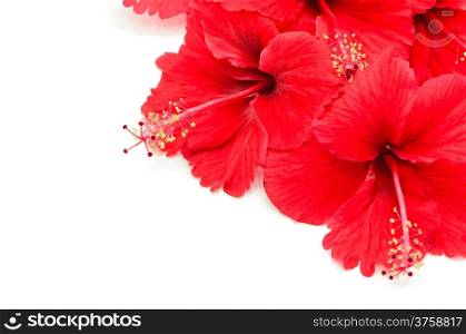 Beautiful red Hibiscus flower isolated on a white background