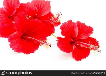 Beautiful red Hibiscus flower, isolated on a white background