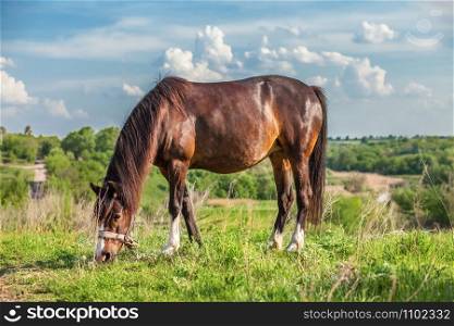 Beautiful red horse in the summer field. Horse head in the bridle, holding flowers in the mouth.. Beautiful red horse on a summer field