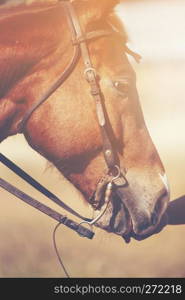 Beautiful red horse with long mane portrait