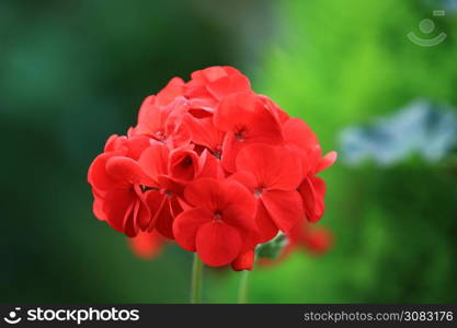 Beautiful red Hydrangea or Hortensia flower blossoming in garden,Closeup freshness Hydrangea flowers in nature background,concept hotness flower