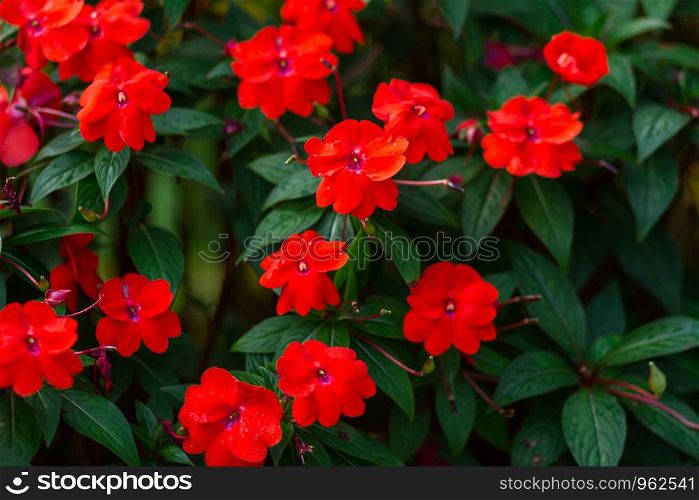 Beautiful red Impatiens flowers in the garden,Impatiens Red Busy.