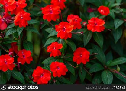 Beautiful red Impatiens flowers in the garden,Impatiens Red Busy.
