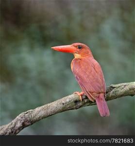 Beautiful red Kingfisher, female Ruddy Kingfisher (Halcyon coromanda), standing on a branch, face and back profile