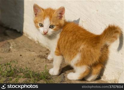 Beautiful red kitten of house