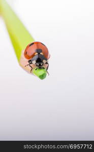 Beautiful red ladybug walking on a color pencil. Beautiful photo of red ladybug walking on a color pencil