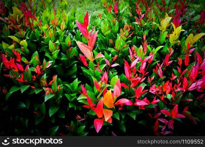 Beautiful red leaf of Syzygium australe plant or Christina tree in the garden nature dark background
